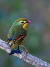 Birds Of A Feather 2020 Series Pin By June Jacobs On Birds With Colourful Feathers In 2020 Beautiful Birds Pet Birds Most Beautiful Birds