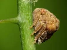 Image result for Hugonia elliptica