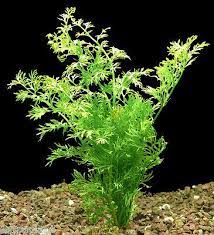 Ceratopteris Thalictroides Water Wisteria Sprite Live Aquarium Plants Java Moss Fish Plants Freshwater Aquarium Plants Fish Tank Plants