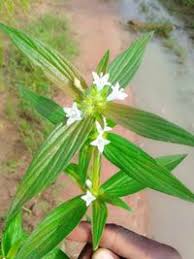 Image result for Spermacoce