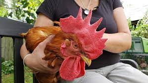 Roosters can be incredibly beneficial for your flock if integrated properly. Chickens And Roosters Rescued From Foul Play In Chicago Chicago News Wttw
