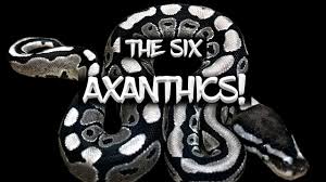 The hottest thing in the reptile world right now are ball python morphs. The Six Axanthic Ball Python Morphs Youtube