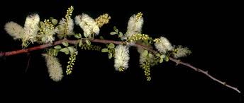 Image result for Acacia mellifera