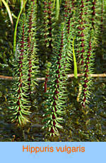 Image result for Haloragaceae