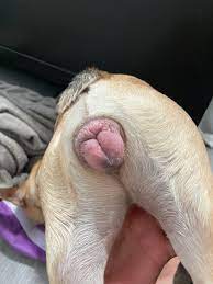 First heat. Vulva is really swollen is this normal? Picture of vulva :  rFrenchbulldogs