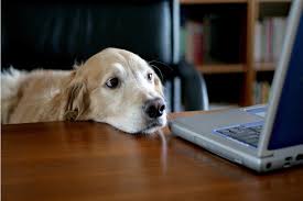Maybe you would like to learn more about one of these? 10 Companies That Let You Bring Your Dog To Work