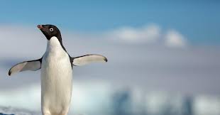 Penguins are flightless seabirds that live almost exclusively below the equator. Penguins Review Reviews Screen