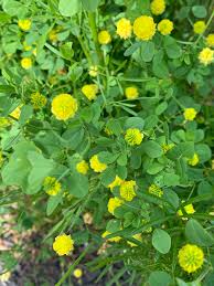 Image result for Trifolium campestre