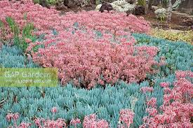 Image result for Kleinia fulgens