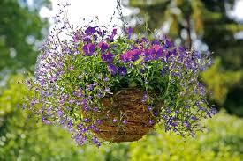 Full sun to part shade; How To Plant A Pollinator Friendly Hanging Basket Scottish Wildlife Trust