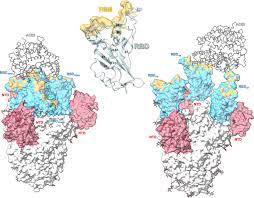 Sharjah's real estate sector saw a volume of transactions valued at dhs6.7 billion during the first quarter of 2021, with a growth rate of 84.9 per cent, compared to the first quarter of 2020, Integrative Overview Of Antibodies Against Sars Cov 2 And Their Possible Applications In Covid 19 Prophylaxis And Treatment Microbial Cell Factories Full Text
