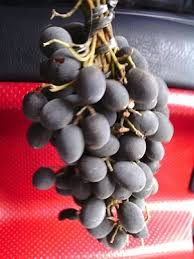 Image result for Dialium holtzii