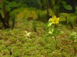 Image result for Lysimachia ruhmeriana