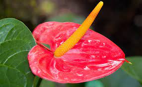 Top 15 Most Beautiful Anthurium Flowers