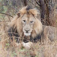 Lion With Bad Eye Lion Wildlife Animals