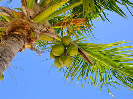 Those with a lot of horticultural experience know most plants and trees do not like to be root. Coconut Tree Dying Learn About And Treat Different Kinds Of Coconut Tree Problems