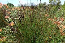 Image result for Restionaceae