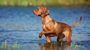 Image result for maďarský krátkosrstý ohař