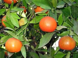 Clementinier L Arbre De La Clementine Agroneo