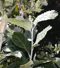 Image result for Brachylaena discolor