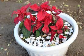 نبتة بنت القنصل