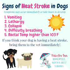 The las vegas area is also seeing a red flag warning for the mountains and locations to the north. It S Important To Know The Warning Signs Of Heat Stroke In Your Pets On These Hot Summer Days The Experts Say If Heat Stroke In Dogs Dog Mom Pet Safety