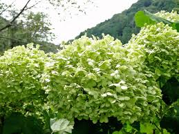 アジサイの花色が緑に 関西造園土木株式会社