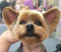 We did not find results for: Best Yorkie Haircuts For Females 20 Pictures The Paws