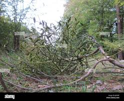 Image result for Viscum littorum