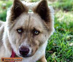 Husky Siberiano Con Pastor Aleman Shepsky Fotos Y Detalles