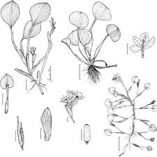 Image result for Pontederiaceae