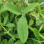 Image result for Ophrestia