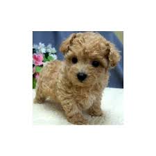 Their coat will be long. Teacup Cavapoo Mn