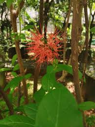 Image result for Combretum constrictum