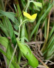 Image result for Rhynchosia holstii