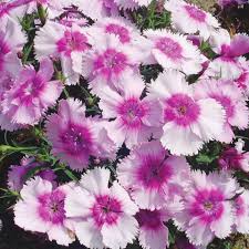 Image result for Dianthus chimanimaniensis