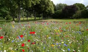 Read through them and then share some beautiful emotions with your online friends. 60 Environment Quotes And Sayings To Inspire You Protect Environment Sayings Point