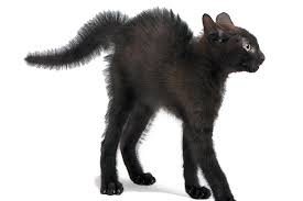 In a true sense a plumed tail probably expands a bit towards the tip. Cat Tail Language What Your Cat S Tail Is Telling You Catster