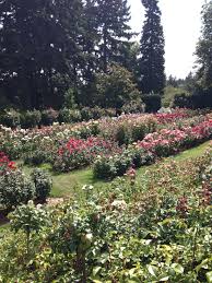 Roses At The Portland Rose Garden