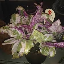 But some cats in this video will actually surprise yo. Hemigraphis Alternata Snow White Snow White Waffle Plant Uploaded By Kittenteeth