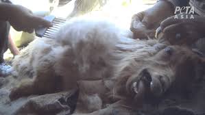 A second woman who stepped out of the car to help fend off the the injured woman was taken to hospital and the park was shut down while an investigation into the incident was launched. Peta Expose There S Nothing Luxurious About Cashmere