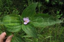 Image result for Melastomastrum