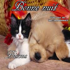 Bonne Nuit Du 11 Novembre Chat Trop Mignon Photo Chat Bebe Chat