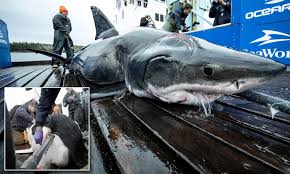 Despite their rarity, many people fear shark attacks after occasional serial attacks, such as the jersey shore shark attacks of 1916, and horror fiction and films such as the jaws series. Huge 13ft Great White Shark Is Discovered Off Nova Scotia Coast With Giant Bite Marks On Its Head Daily Mail Online