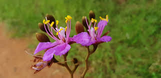 Image result for Baikiaea