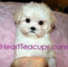 Meet Lil Jolly A Cream Colored Teacup Maltipoo Maltese Poodle Puppy Lil Jolly Is 9 Wks Old And 19 Oz Sh Maltese Poodle Puppies Maltese Poodle Poodle Puppy