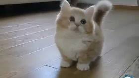 Sevimli Kediler Sevimli Kedi Videolari Izlesene Com