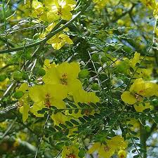 A friend has struggled with finding the right tree for her palm springs backyard. Desert Museum Palo Verde Tree