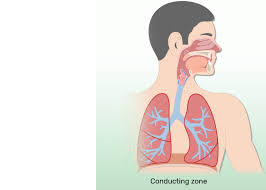 The respiratory system is represented by the following structures, shown in figure 1: Respiratory System Anatomy Major Zones Divisions