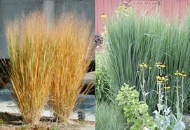 Javascript seems to be disabled in your browser. Panicum Virgatum Northwind Stonepocket Know What You Grow